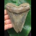 11,5 cm schön gefärbter Zahn des Megalodon