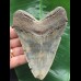 11,5 cm schön gefärbter Zahn des Megalodon