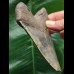 11,5 cm schön gefärbter Zahn des Megalodon