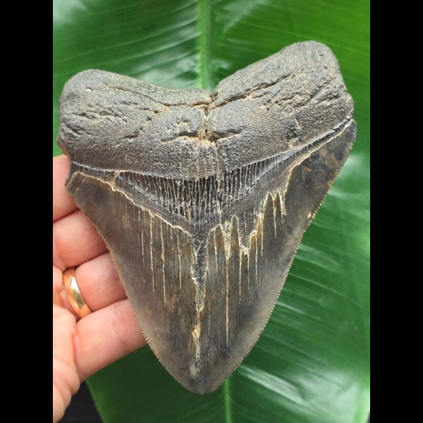 12.0 cm dark tooth of the Megalodon