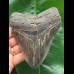 12.0 cm dark tooth of the Megalodon
