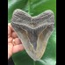 12.0 cm dark tooth of the Megalodon