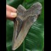 12.0 cm dark tooth of the Megalodon
