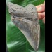 12.0 cm dark tooth of the Megalodon