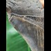 12.0 cm dark tooth of the Megalodon