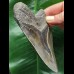 12.0 cm dark tooth of the Megalodon
