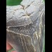 12.0 cm dark tooth of the Megalodon