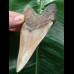 10,5 cm scharfer, schön gefärbter Zahn des Megalodon
