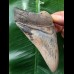 10,5 cm scharfer, schön gefärbter Zahn des Megalodon