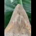 10,5 cm scharfer, schön gefärbter Zahn des Megalodon