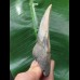 10,5 cm scharfer, schön gefärbter Zahn des Megalodon