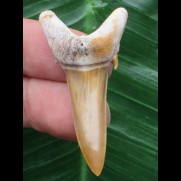 4,2 cm Araloselachus cuspidatus - Haizahn aus Togo [AZ152]