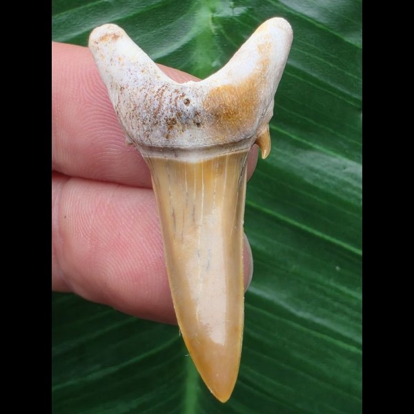 4,2 cm Araloselachus cuspidatus - Haizahn aus Togo [AZ152]