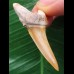4,2 cm Araloselachus cuspidatus - Haizahn aus Togo [AZ152]