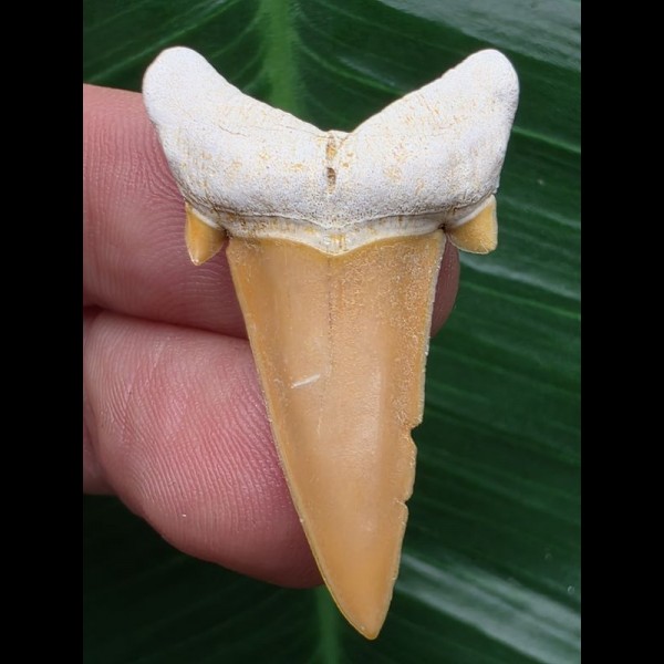 3,9 Serratolamna koerti - Haizahn aus Togo [AZ153]