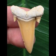 3,4 Serratolamna koerti - Haizahn aus Togo [AZ154]