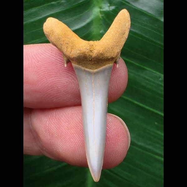 3,7 cm schöner Zahn des Carcharias acutissimus - Mainzer Becken