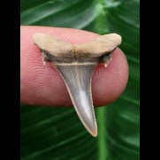 2,1 cm schöner Zahn des Carcharias acutissimus - Mainzer Becken