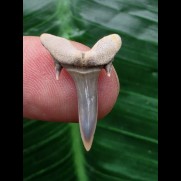 2,0 cm schöner Zahn des Carcharias acutissimus - Mainzer Becken #1