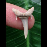 2,0 cm schöner Zahn des Carcharias acutissimus - Mainzer Becken #3