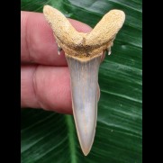 4,3 cm schön erhaltener Zahn des Araloselachus cuspidatus - Mainzer Becken