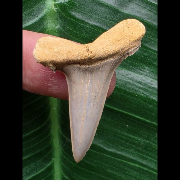 3,8 cm schön erhaltener Zahn des Araloselachus cuspidatus - Mainzer Becken