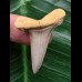 3,8 cm schön erhaltener Zahn des Araloselachus cuspidatus - Mainzer Becken
