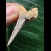 3,8 cm schön erhaltener Zahn des Araloselachus cuspidatus - Mainzer Becken