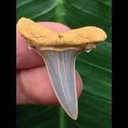 3,6 cm schön erhaltener Zahn des Araloselachus cuspidatus - Mainzer Becken