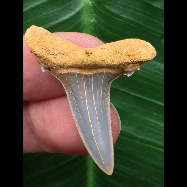 3,6 cm schön erhaltener Zahn des Araloselachus cuspidatus - Mainzer Becken 3,6 cm schön erhaltener Zahn des Araloselachus cuspidatus - Mainzer Becken