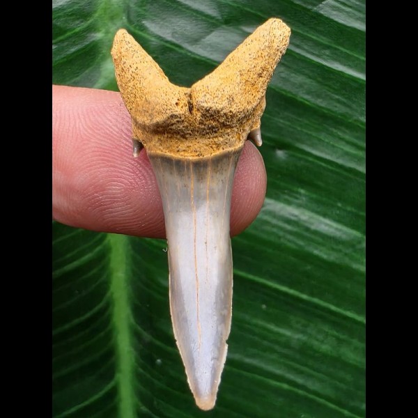 4,1 cm schön erhaltener Zahn des Araloselachus cuspidatus - Mainzer Becken 4,1 cm schön erhaltener Zahn des Araloselachus cuspidatus - Mainzer Becken