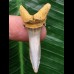 4,1 cm schön erhaltener Zahn des Araloselachus cuspidatus - Mainzer Becken 4,1 cm schön erhaltener Zahn des Araloselachus cuspidatus - Mainzer Becken