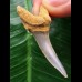 4,1 cm schön erhaltener Zahn des Araloselachus cuspidatus - Mainzer Becken 4,1 cm schön erhaltener Zahn des Araloselachus cuspidatus - Mainzer Becken