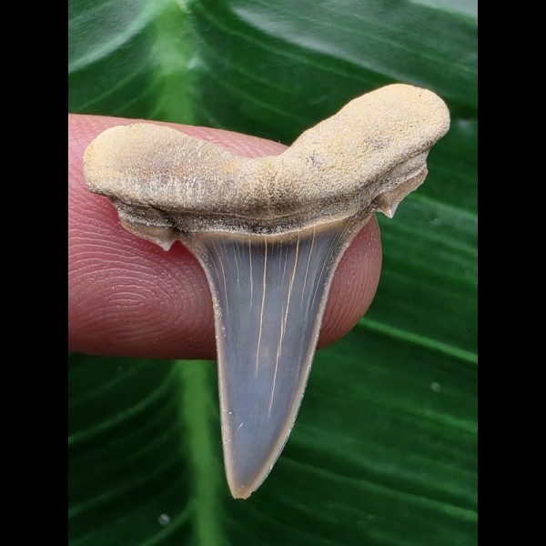 2,7 cm schön erhaltener Zahn des Araloselachus cuspidatus - Mainzer Becken