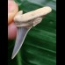 2,7 cm schön erhaltener Zahn des Araloselachus cuspidatus - Mainzer Becken