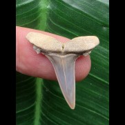 2,8 cm schön erhaltener Zahn des Araloselachus cuspidatus - Mainzer Becken