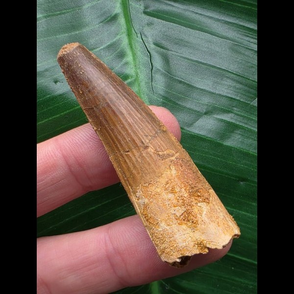 5,6 cm hellbrauner Zahn des Spinosaurus [D170]