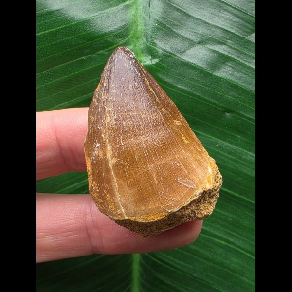 4,4 cm breiterer Zahn des Mosasaurus [D202]