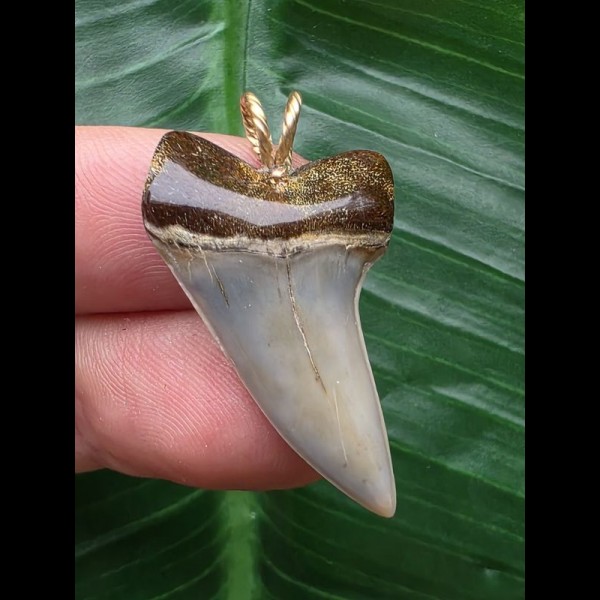 3,3 cm  graublauer Zahn des Isurus planus als Anhänger