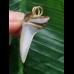3,3 cm  graublauer Zahn des Isurus planus als Anhänger