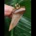 3,5 cm brauner Zahn des Isurus planus als Anhänger 3,5 cm brauner Zahn des Isurus planus als Anhänger