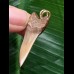 3,5 cm brauner Zahn des Isurus planus als Anhänger 3,5 cm brauner Zahn des Isurus planus als Anhänger