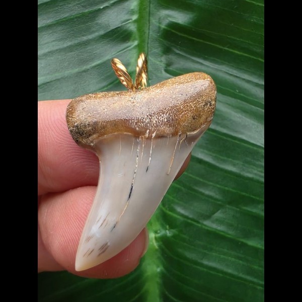 3,4 cm grauer Zahn des Isurus planus als Anhänger 3,4 cm grauer Zahn des Isurus planus als Anhänger
