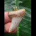 3,4 cm grauer Zahn des Isurus planus als Anhänger 3,4 cm grauer Zahn des Isurus planus als Anhänger