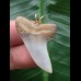 3,4 cm grauer Zahn des Isurus planus als Anhänger 3,4 cm grauer Zahn des Isurus planus als Anhänger