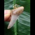 3,4 cm grauer Zahn des Isurus planus als Anhänger 3,4 cm grauer Zahn des Isurus planus als Anhänger