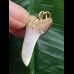 3,4 cm grauer Zahn des Isurus planus als Anhänger 3,4 cm grauer Zahn des Isurus planus als Anhänger