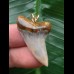 3,5 cm gemusterter Zahn des Isurus planus als Anhänger 3,5 cm gemusterter Zahn des Isurus planus als Anhänger