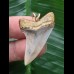 3,5 cm gemusterter Zahn des Isurus planus als Anhänger 3,5 cm gemusterter Zahn des Isurus planus als Anhänger