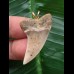 3,4 cm brauner Zahn des Isurus planus als Anhänger 3,4 cm brauner Zahn des Isurus planus als Anhänger